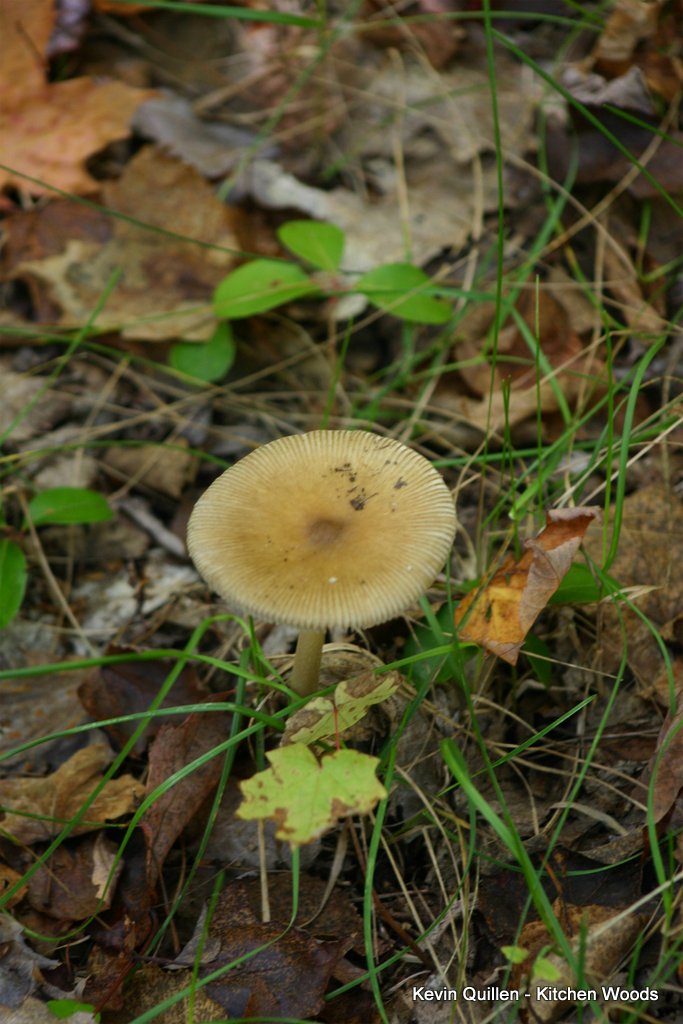 Mushrooms - #5